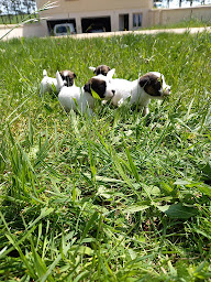 Photo n°16 de Pension Canine Élevage Des Terres Plaines à Joux-la-Ville (Éleveur)