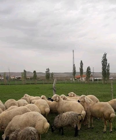 Eymen Adak Sancaktepe Sultanbeyli Sarığazi Samandıra Adak Satış Ve Kesim Yeri