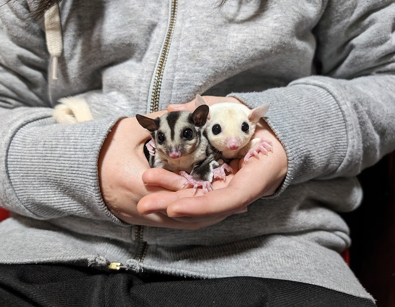 フクモモファースト