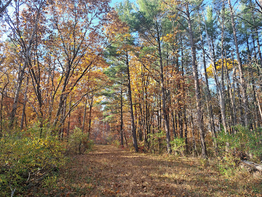 Shimek State Forest - Lick Creek Unit - Thumbnail