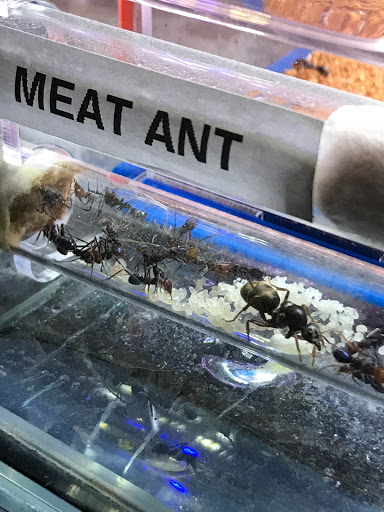 Ant Shop Australia