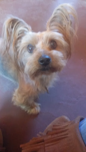 Verde Valley Roaming Vet Services - Thumbnail