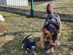 Photo n°3 de LEJOSNE Jean Claude. Technicien Cynophile à Givet (Siège social)