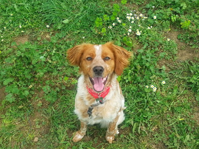 Working Dog Centro Cinofilo
