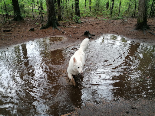 Hundeauslaufzone Tangstedter Forst - Thumbnail