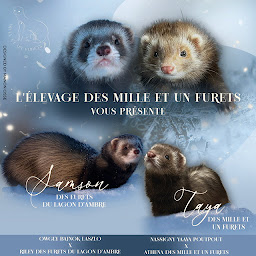 Photo n°17 de Mille et un furets à Montlebon (Éleveur)