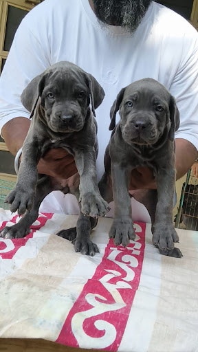 Cane corso puppy available in kk pet house & dog kennel inLucknow post image