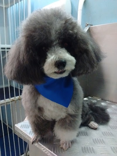 Photos of Spa Mascotas