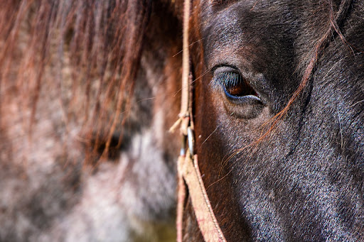 McDiarmid Equine Consultancy Logo