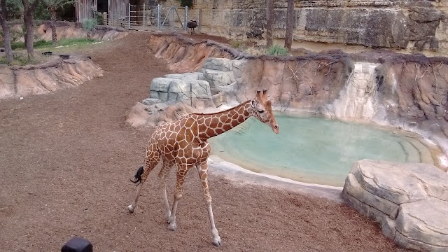 San Antonio Zoo