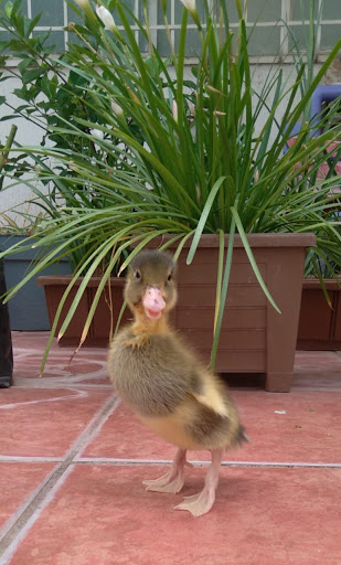 Veterinaria Tierra Caliente