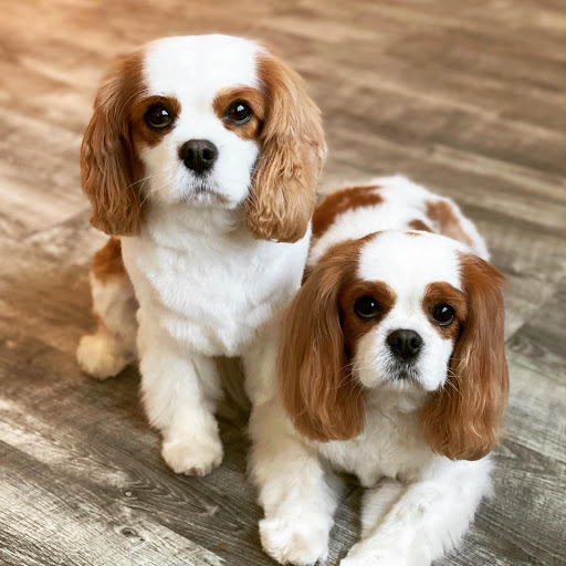Southern NH Pet Grooming - Thumbnail