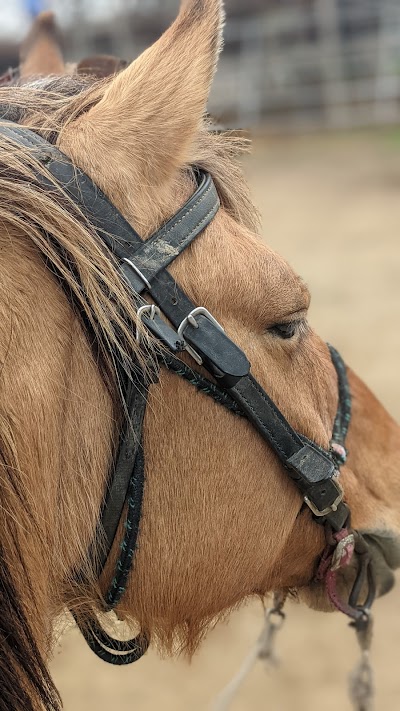 Pony Land: Pony Rides & Petting Zoo