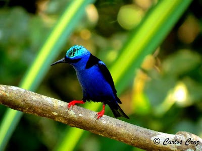 Photos of Refugio de Aves Dr Alexander Skutch &ldquo;Los Cusingos"