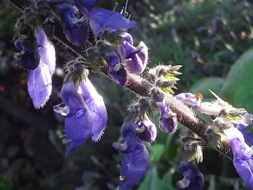 AUTarcaMatricultura - Permaculture Masterclass Guided Tour - only with reservation - Thumbnail
