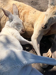 Photo n°20 de Clinique vétérinaire 7VET7 de Nogent à Nogent-sur-Marne (Vétérinaire)
