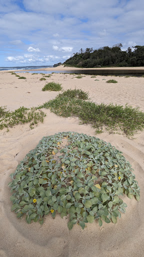 Cudmirrah on leash beach - Thumbnail