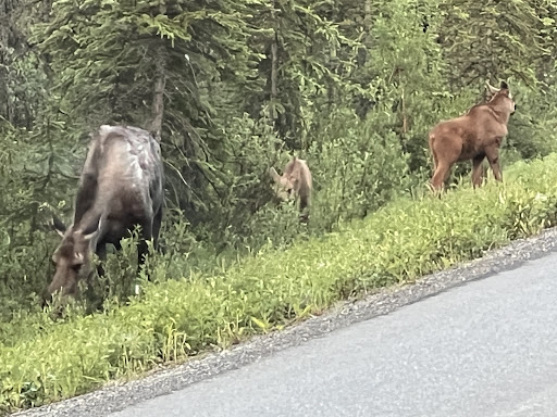 Denali Tundra Tours