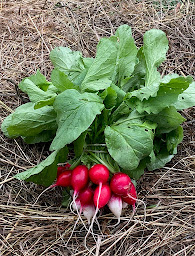 Photo n°2 de ferme de la dhuis à Saâcy-sur-Marne (Ferme bio)