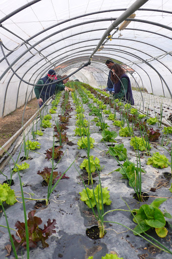 CI Agroforestal - Visual