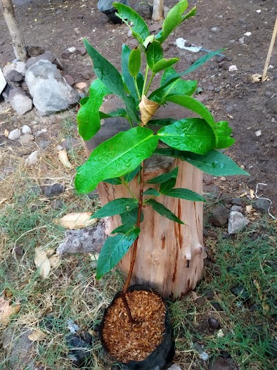 Photos of Jual bibit buah tanaman murah