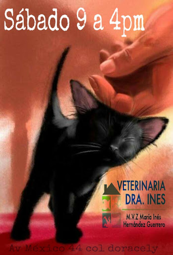 veterinaria Dra Inés - Thumbnail