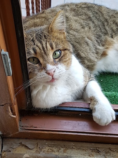Photos of VETERINARY