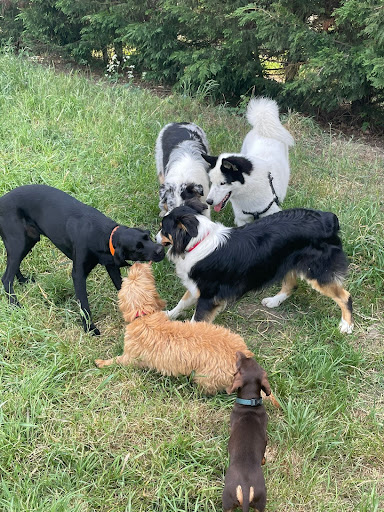 Photo de Cani activity à Périgneux (42380)