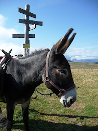 Photo n°13 de La Ferme aux Anes à Unac (Éleveur)