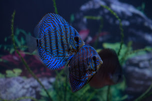 Photo n°14 de Maxi Zoo Sainte-Geneviève-des-Bois à Sainte-Geneviève-des-Bois (Animalerie)