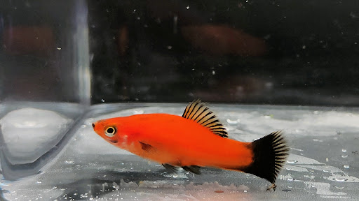 DansFish.au - Visual