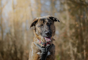 Photo n°12 de L'odyssée des chiens à Epagny Metz-Tessy (Dresseur pour chiens)