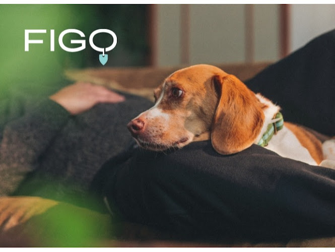 Figo Pet Tierkrankenversicherung photo