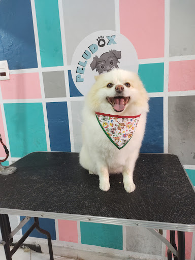 Peludox - Visual