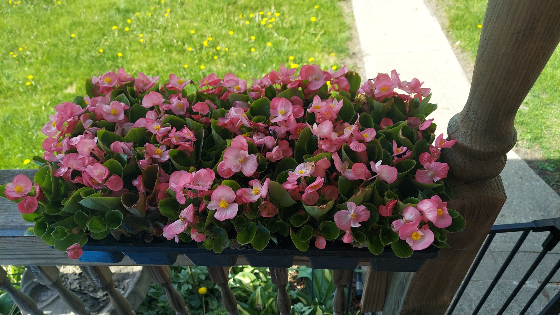 Loyson's greenhouse