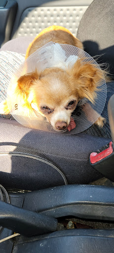 Pinole Pet Hospital - Thumbnail
