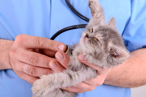 Centro Clínico Veterinario San Ignacio