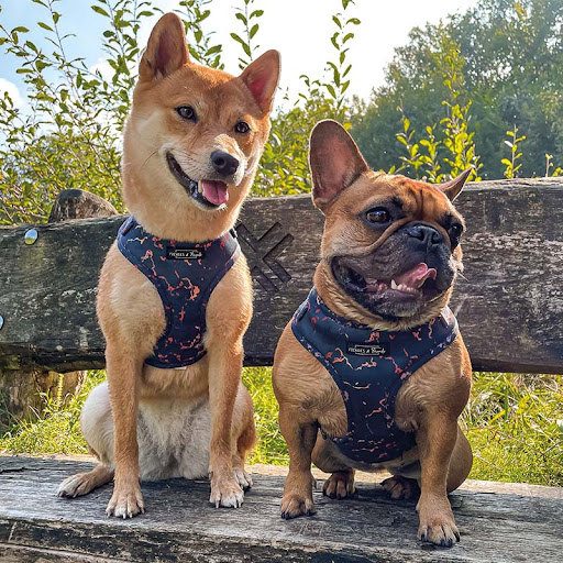 Frenkies & Friends - Thumbnail