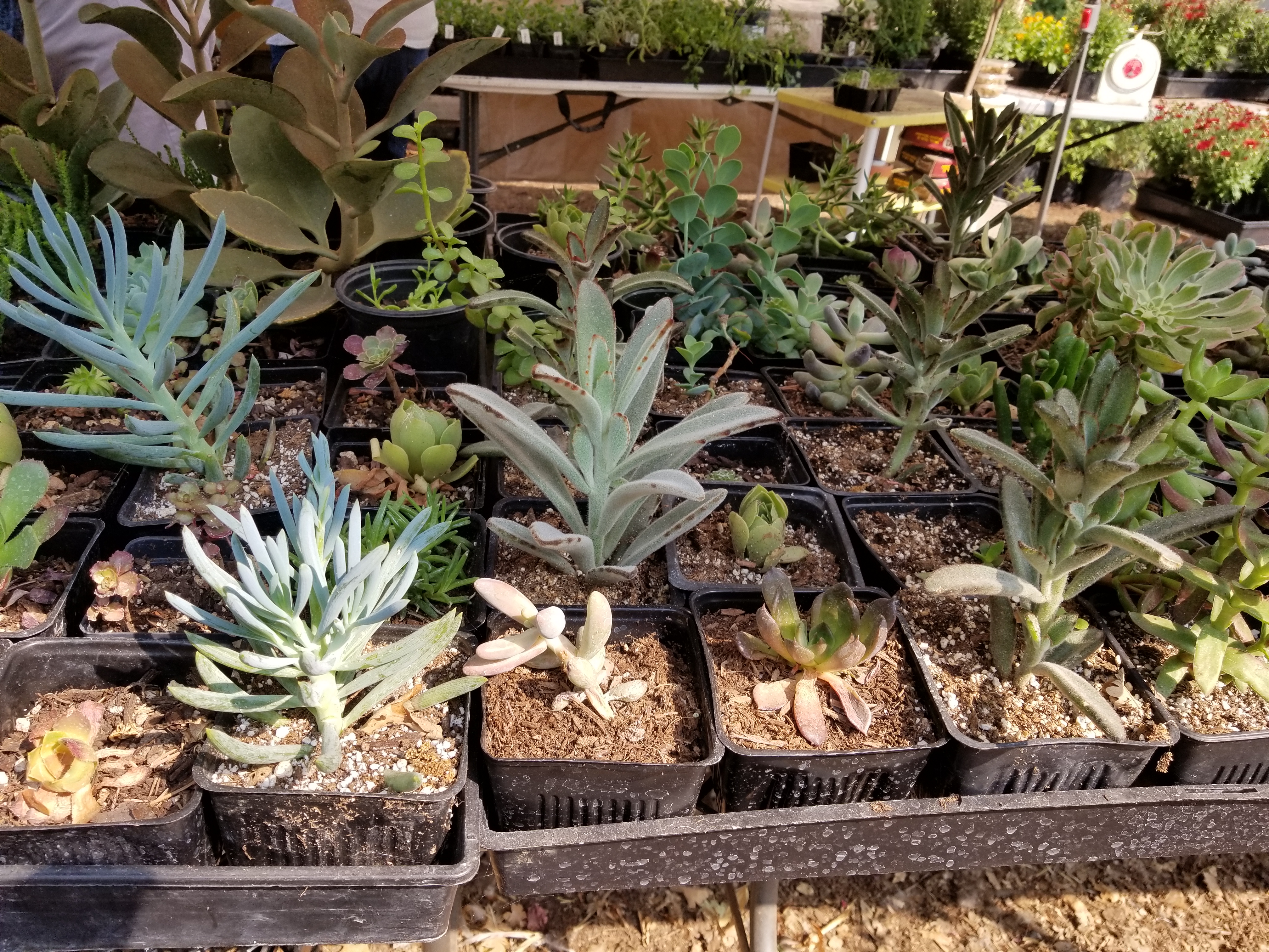 Poppy's Nursery