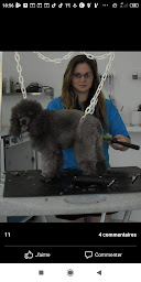 Photo n°9 de ELODOG à Saint-Sulpice-sur-Lèze (Toiletteur)