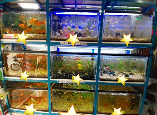 Acuario Aquarium Gallery - Mexico