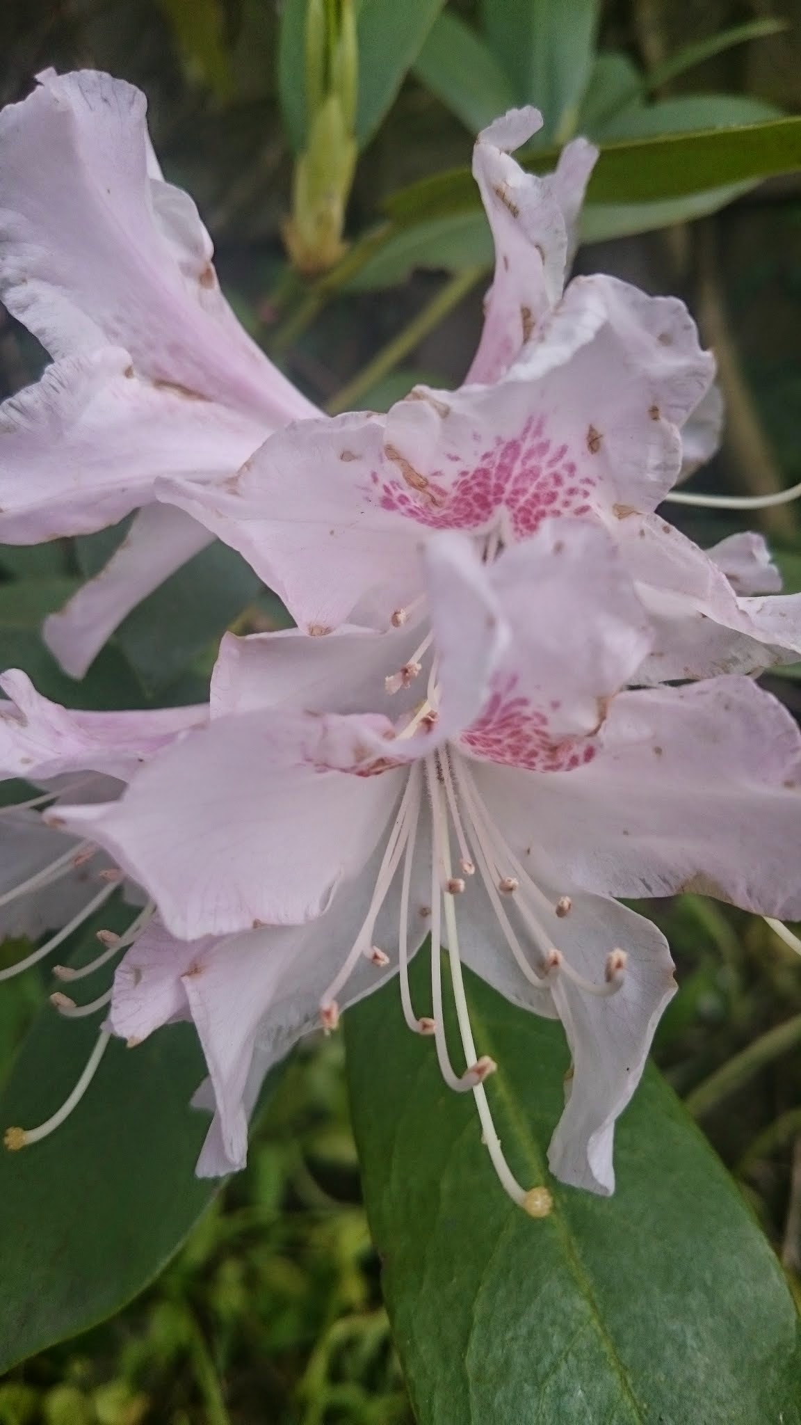 Ambulanter Pflegedienst Hannchen Franke Inh. Birte Hansen – Bild 5