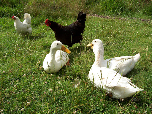 Alde Garden - enchanting holidays in a wildlife garden - Thumbnail