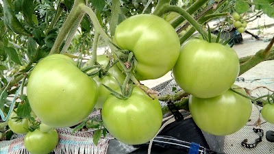 Photos of SEDFORT FARMS