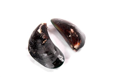 Photos of Tropical Shellfish