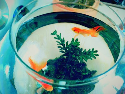 Photos of National Aqua Pet