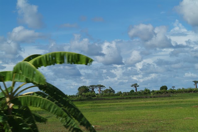 Morondava