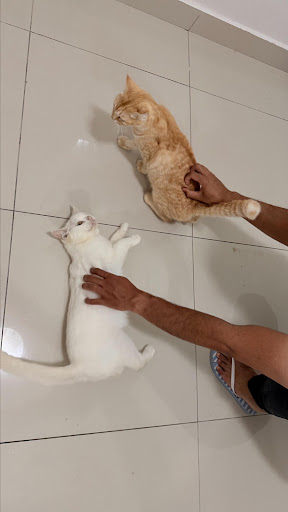 Rumah Opet - Cat Boarding Services Johor