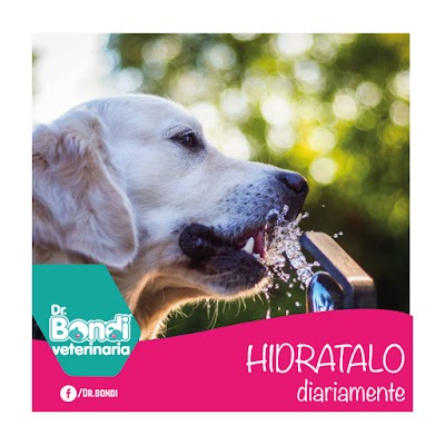 Photos of DR. BONDI VETERINARIA