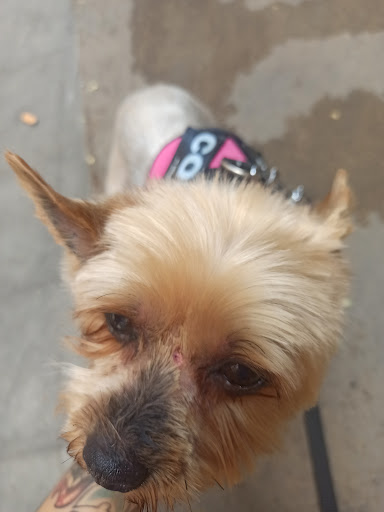 A l'Aigua Peluqueria Canina